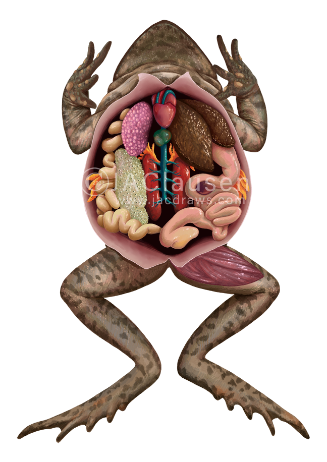 scientific illustration of a Cane Toad, Rhinella marina, depicting the internal anatomy