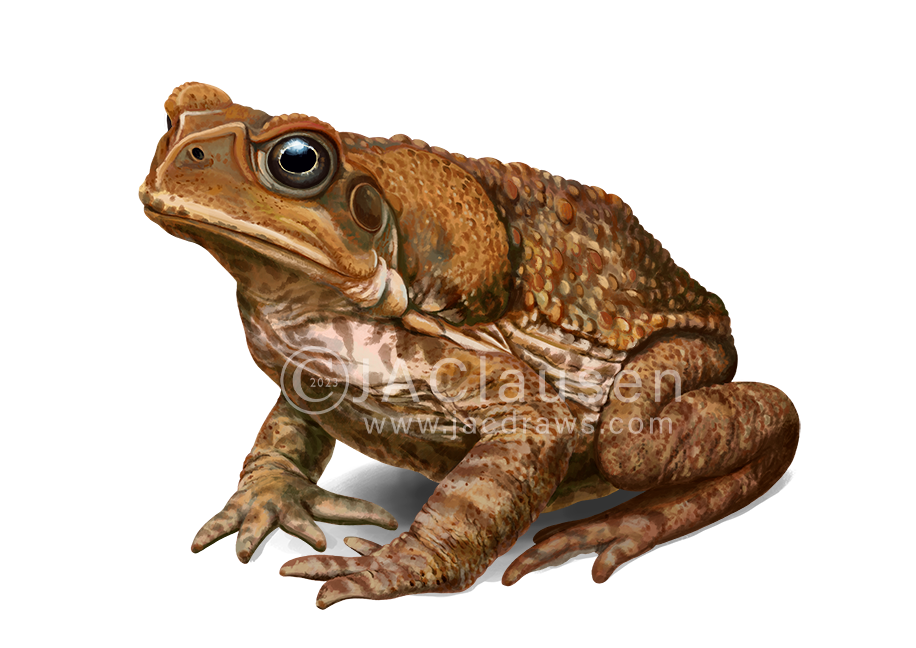 scientific illustration of a Cane Toad, Rhinella marina