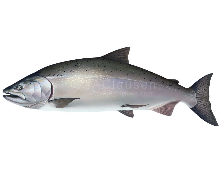 illustration of Chinook Salmon, Oncorhynchus tshawytscha