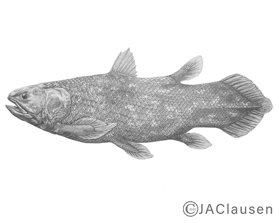 taxonomic pencil scientific illustration of coelacanth latimeria chalumnae