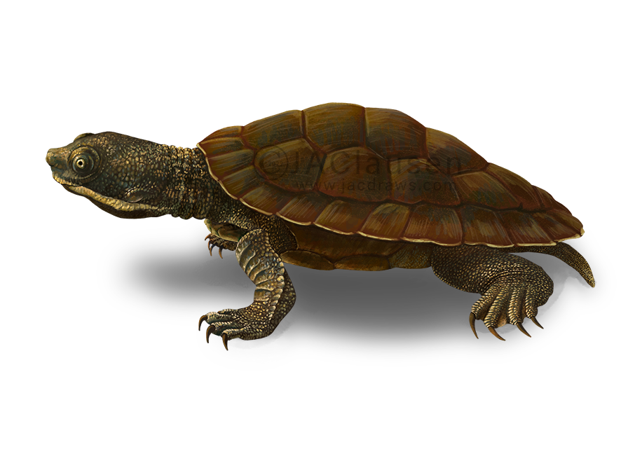 illustration of a hatchling Brisbane Short Neck Turtle, Emydura macquari