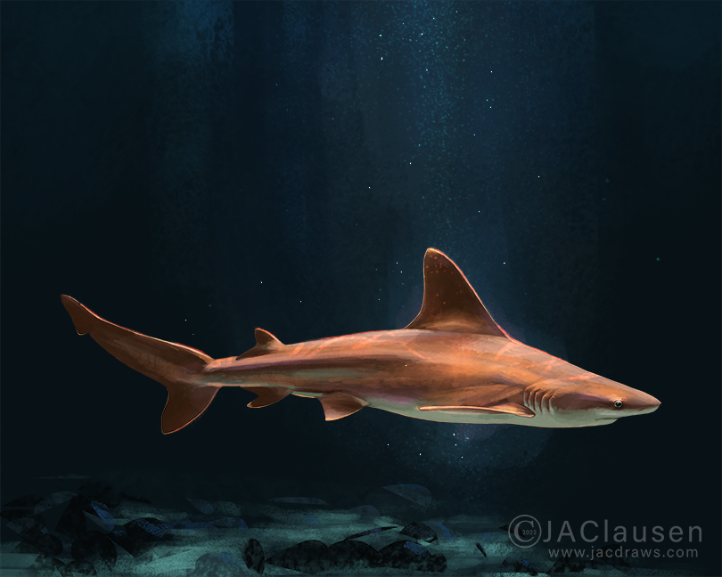 digital illustration of a Sandbar Shark, Carcharhinus plumbeus