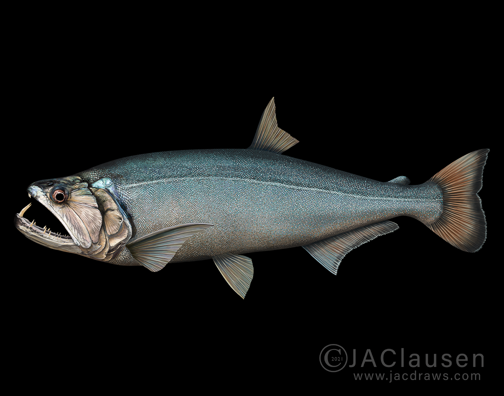 digital illustration of vampire fish payara, hydrolycus 