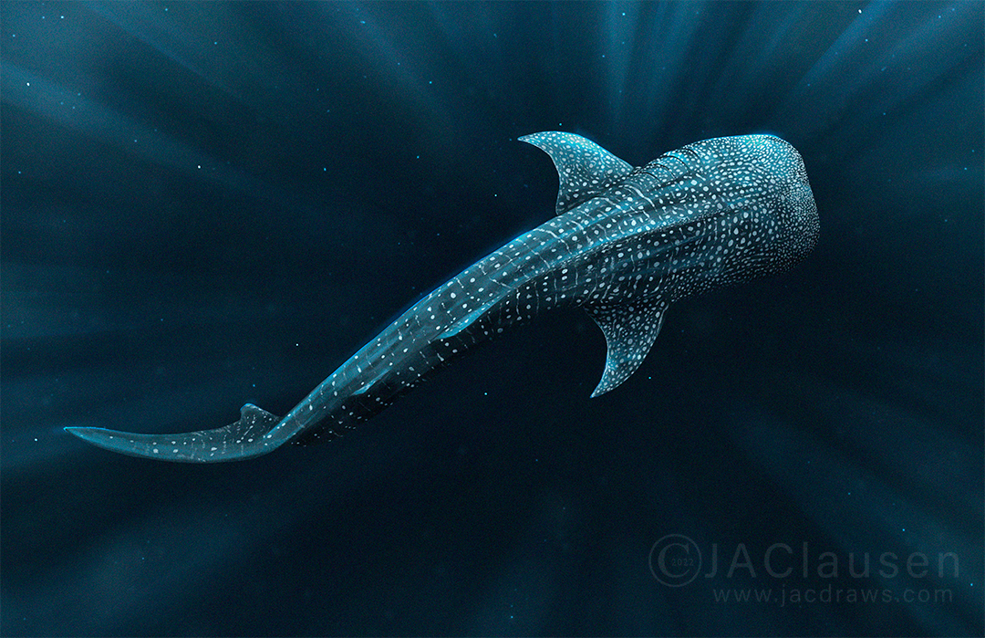 digital illustration of a Whale Shark, Rhincodon typus